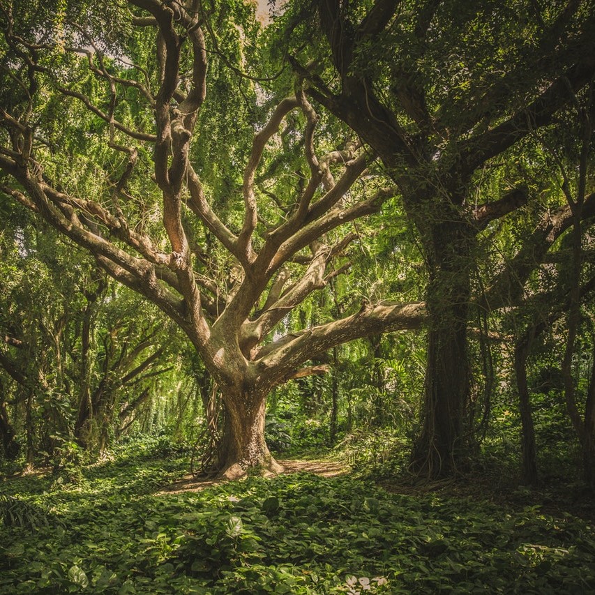 Large tree in a small clearing