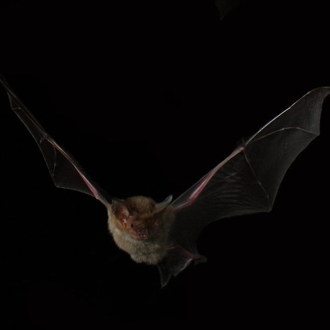 Flying Bat by Michael Pennay on Flickr