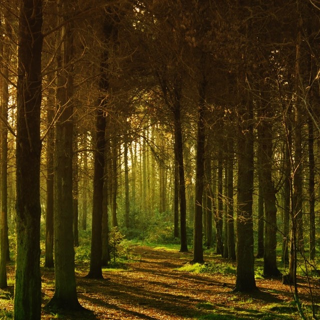 Forest path in late afternoon