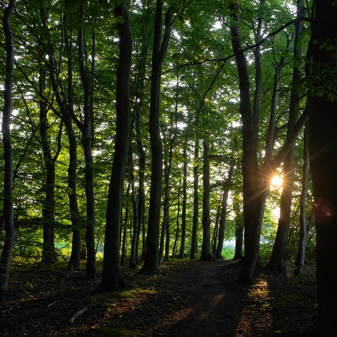 Sunlight between tree trunks in a forest