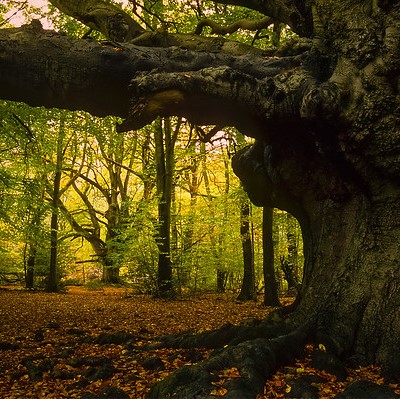 Harry Potter Tree - (Goblet of Fire movie) Ashridge Forest, UK from ukgardenphotos on Flickr
