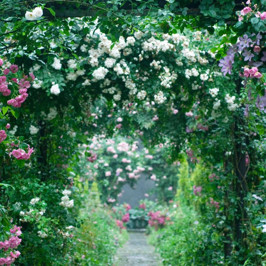 Stone path leading through archways of roses