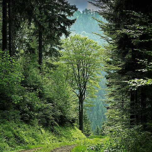 Black forest path