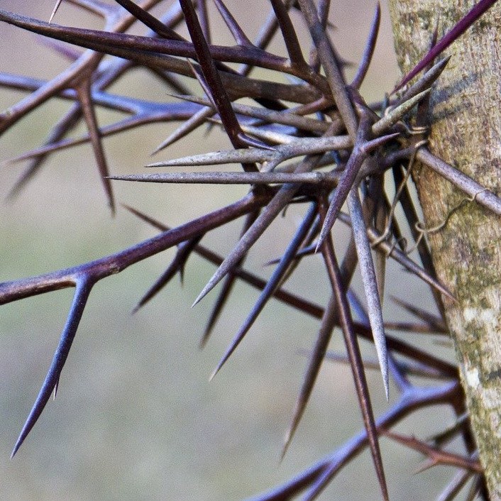close-up of thorns from pixabay