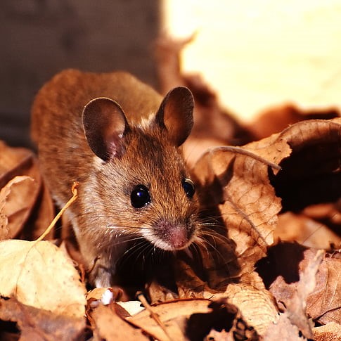 Wood mouse on autumn leaves