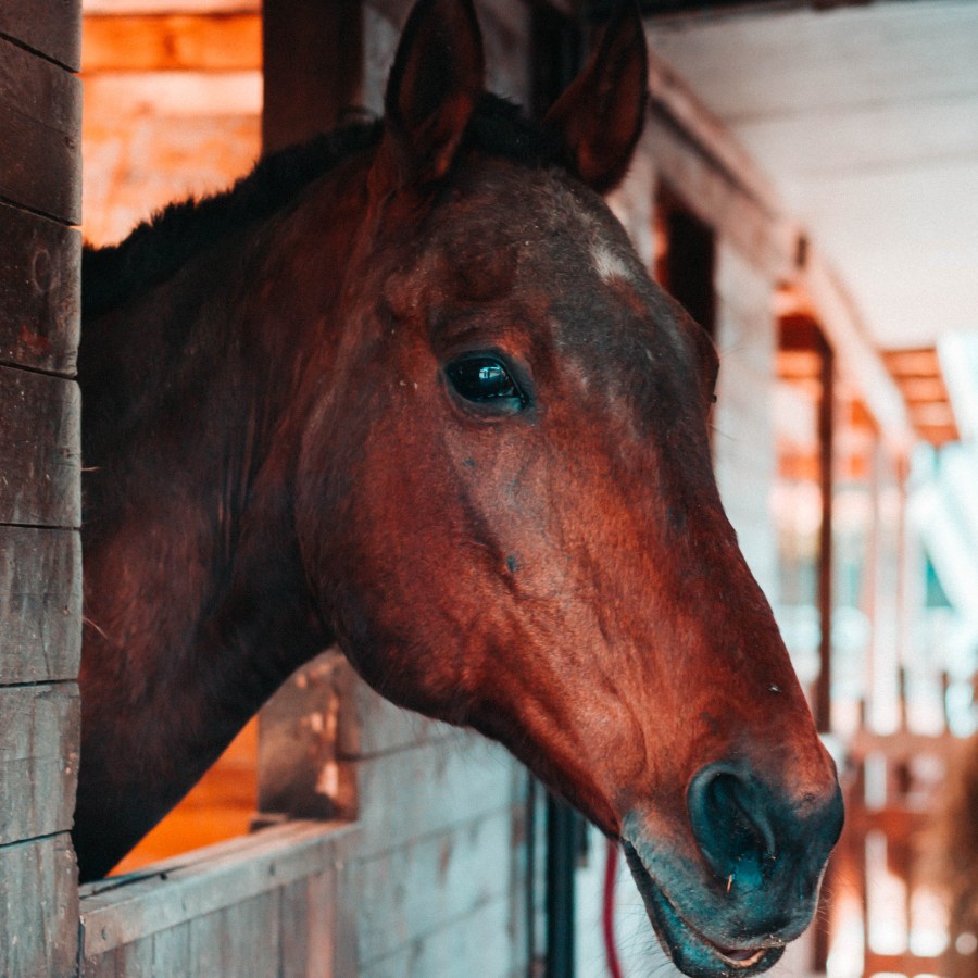 Bay horse looking out of its stall