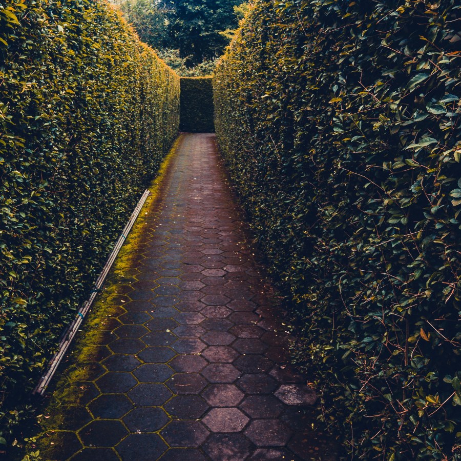 corridor in a hedge maze