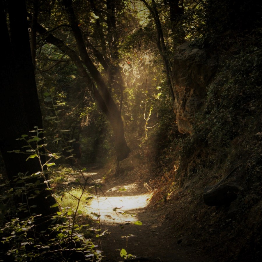 forest path with sunray by iva-rajovic-JvPpg6-ZoPc-unsplash