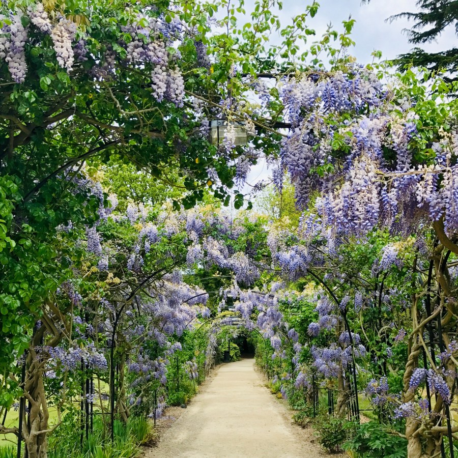 wisteria-hung pathway by carlita-benazito-vnd50_tpkqg-unsplash
