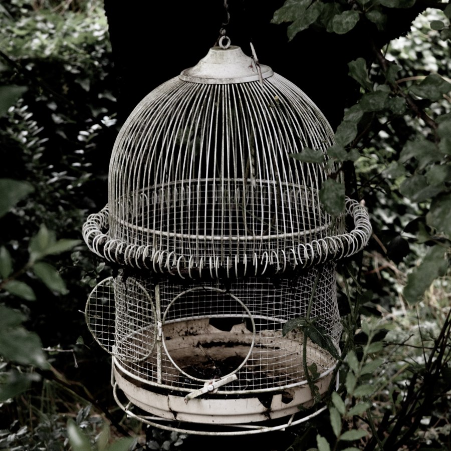 wire bird cage with the door open by deleece-cook-Vct2D4rZfmc-unsplash