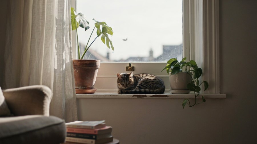 A cinematic photo of a cat asleep in a sunny spot on the windowsill of a sitting room, with pot plants on either side of her Ideogram image